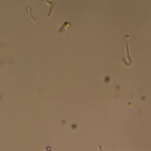 A phase-contrast field from one of the 40 cultures