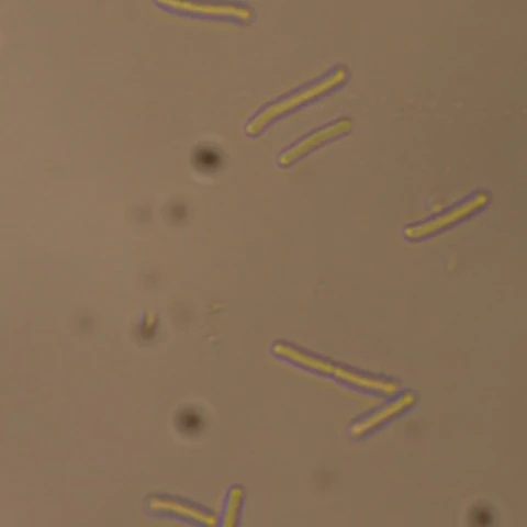Phase-contrast view of Bacillus subtilis