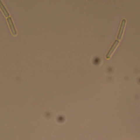 Phase-contrast view of Bacillus thermoamylovorans