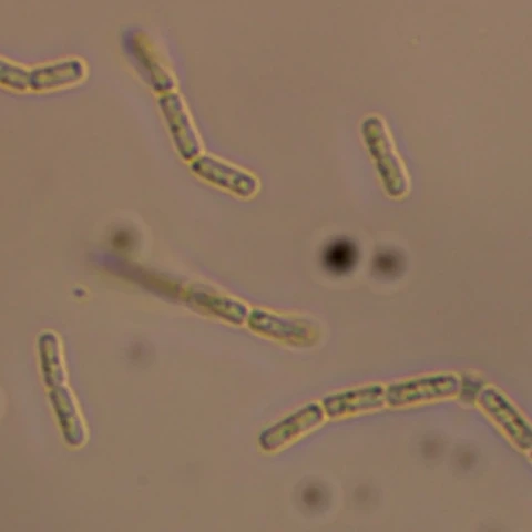 Phase-contrast view of Myxococcus xanthus