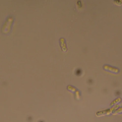Phase-contrast view of Pseudomonas fluorescens